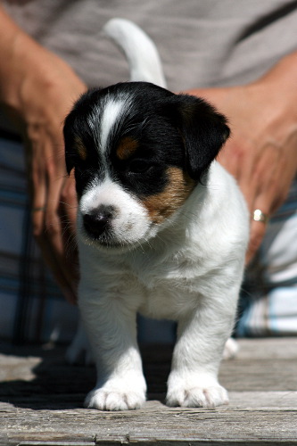 100628_roope etu.jpg - Roope